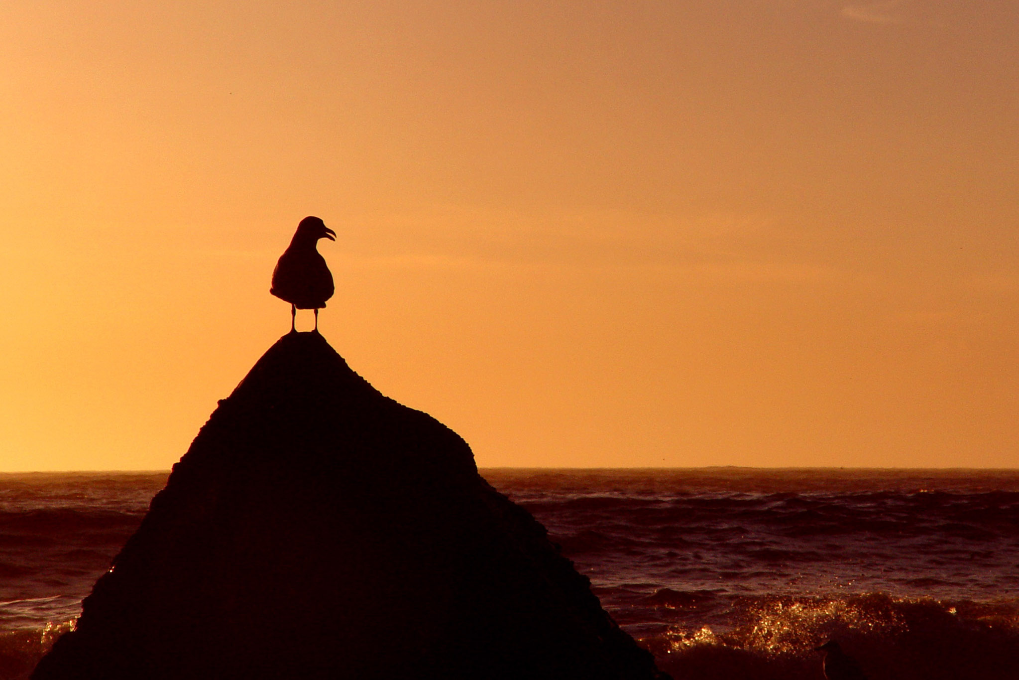 Bird perched in the sunset