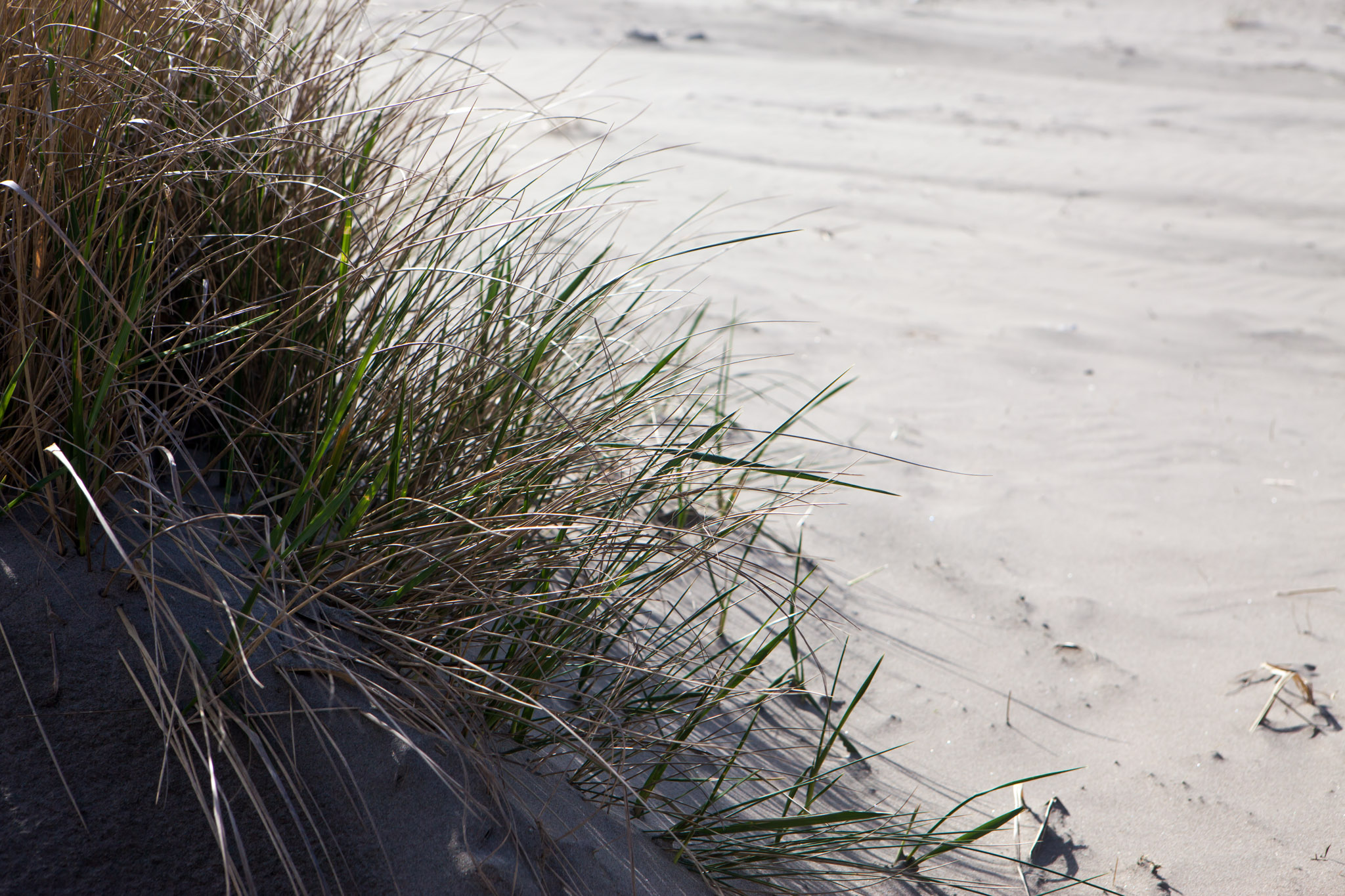 Seaside Oregon dunes